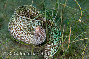 Spotted Moray Eel [Gymnothorax moringa]