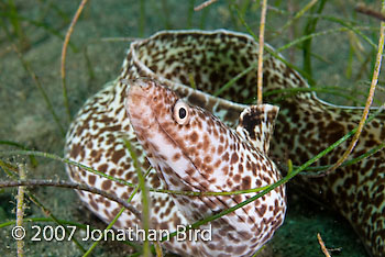 Spotted Moray Eel [Gymnothorax moringa]