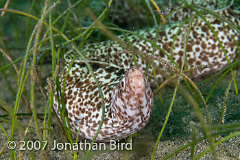 Spotted Moray Eel [Gymnothorax moringa]