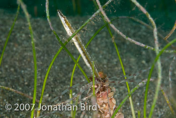 Yellowface Pike Blenny [Chaenopsis limbaughi]