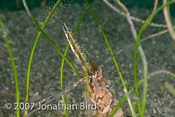 Yellowface Pike Blenny [Chaenopsis limbaughi]