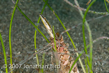 Yellowface Pike Blenny [Chaenopsis limbaughi]