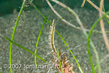 Yellowface Pike Blenny [Chaenopsis limbaughi]