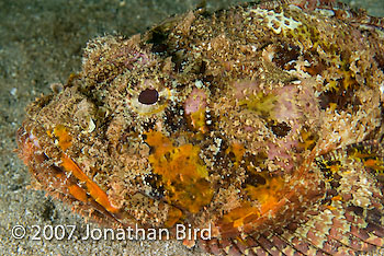 Spotted Scorpionfish [Scorpaena plumieri]