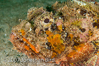 Spotted Scorpionfish [Scorpaena plumieri]