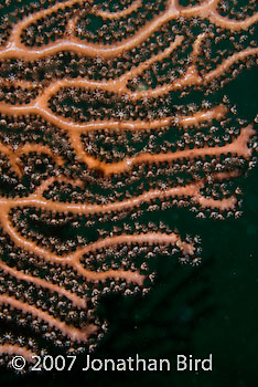  Gorgonian [--]