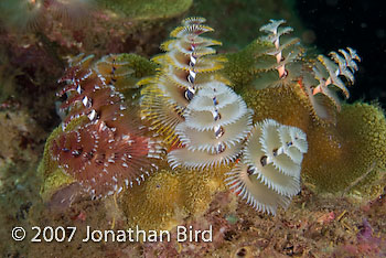 Christmas tree Worm [Spirobranchus giganteus]