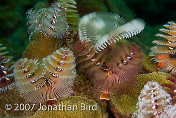 Christmas tree Worm [Spirobranchus giganteus]