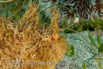 Striated Frogfish [Antennarius striatus]