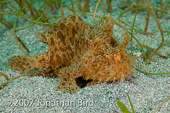 Striated Frogfish [Antennarius striatus]