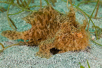 Striated Frogfish [Antennarius striatus]