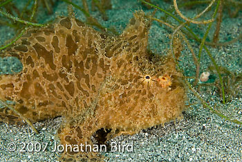 Striated Frogfish [Antennarius striatus]