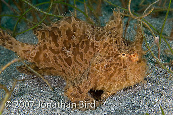 Striated Frogfish [Antennarius striatus]