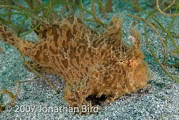 Striated Frogfish [Antennarius striatus]