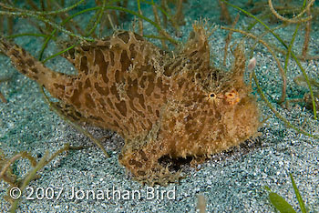 Striated Frogfish [Antennarius striatus]