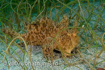 Striated Frogfish [Antennarius striatus]