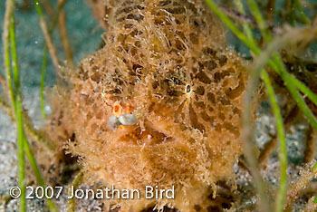 Striated Frogfish [Antennarius striatus]