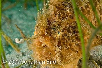 Striated Frogfish [Antennarius striatus]