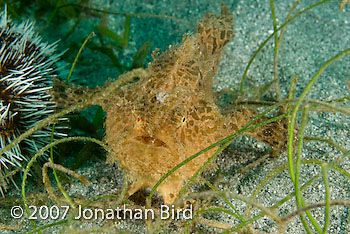 Striated Frogfish [Antennarius striatus]