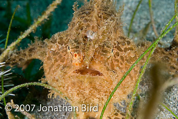 Striated Frogfish [Antennarius striatus]