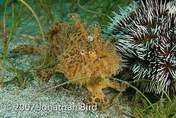 Striated Frogfish [Antennarius striatus]