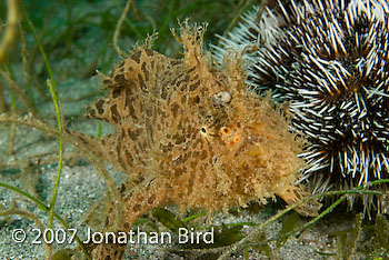 Striated Frogfish [Antennarius striatus]