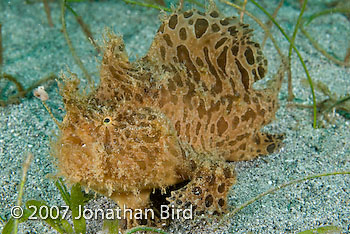 Striated Frogfish [Antennarius striatus]