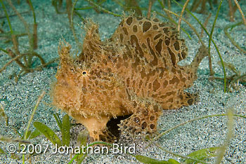 Striated Frogfish [Antennarius striatus]