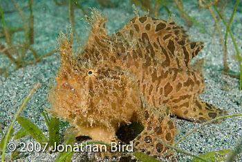 Striated Frogfish [Antennarius striatus]