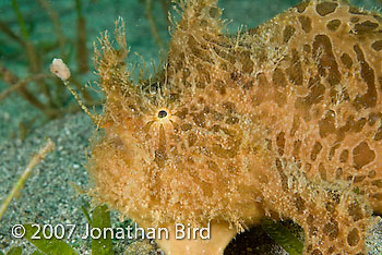 Striated Frogfish [Antennarius striatus]