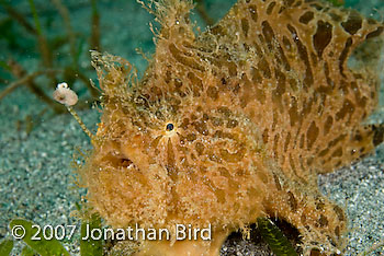 Striated Frogfish [Antennarius striatus]