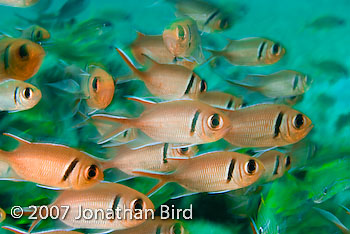 Blackbar Soldierfish [Myripristis jacobus]