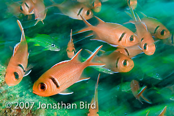 Blackbar Soldierfish [Myripristis jacobus]