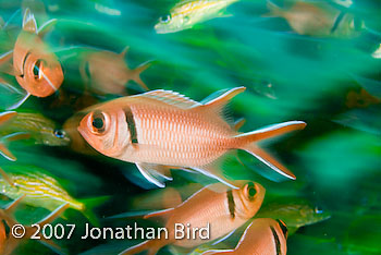 Blackbar Soldierfish [Myripristis jacobus]