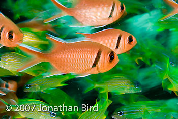 Blackbar Soldierfish [Myripristis jacobus]