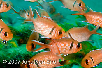 Blackbar Soldierfish [Myripristis jacobus]