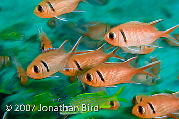 Blackbar Soldierfish [Myripristis jacobus]