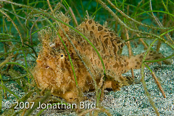 Striated Frogfish [Antennarius striatus]