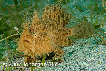 Striated Frogfish [Antennarius striatus]