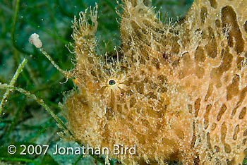 Striated Frogfish [Antennarius striatus]