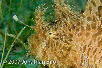 Striated Frogfish [Antennarius striatus]