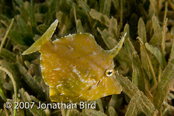 Fringed Filefish [Monacanthus ciliatus]