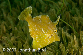 Fringed Filefish [Monacanthus ciliatus]