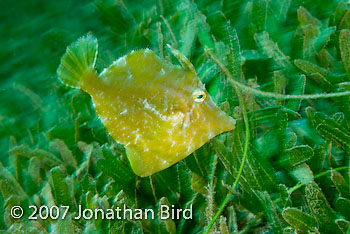 Fringed Filefish [Monacanthus ciliatus]