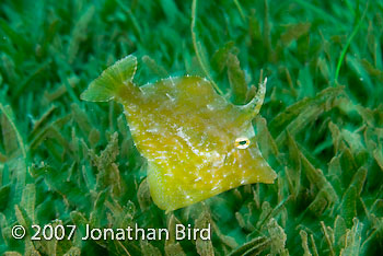 Fringed Filefish [Monacanthus ciliatus]