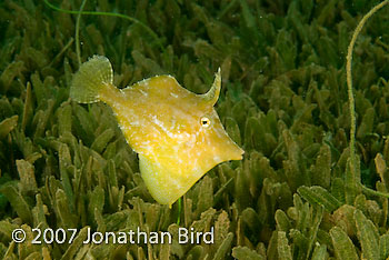 Fringed Filefish [Monacanthus ciliatus]