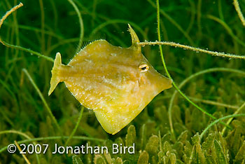 Fringed Filefish [Monacanthus ciliatus]