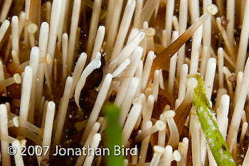 Squat Urchin Shrimp [Gnathophylloides mineri]