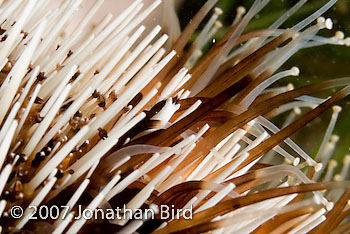 Squat Urchin Shrimp [Gnathophylloides mineri]