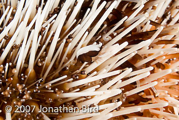 Squat Urchin Shrimp [Gnathophylloides mineri]